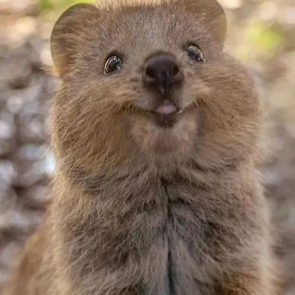 Chocolate_flavor_zeta의 개인용.