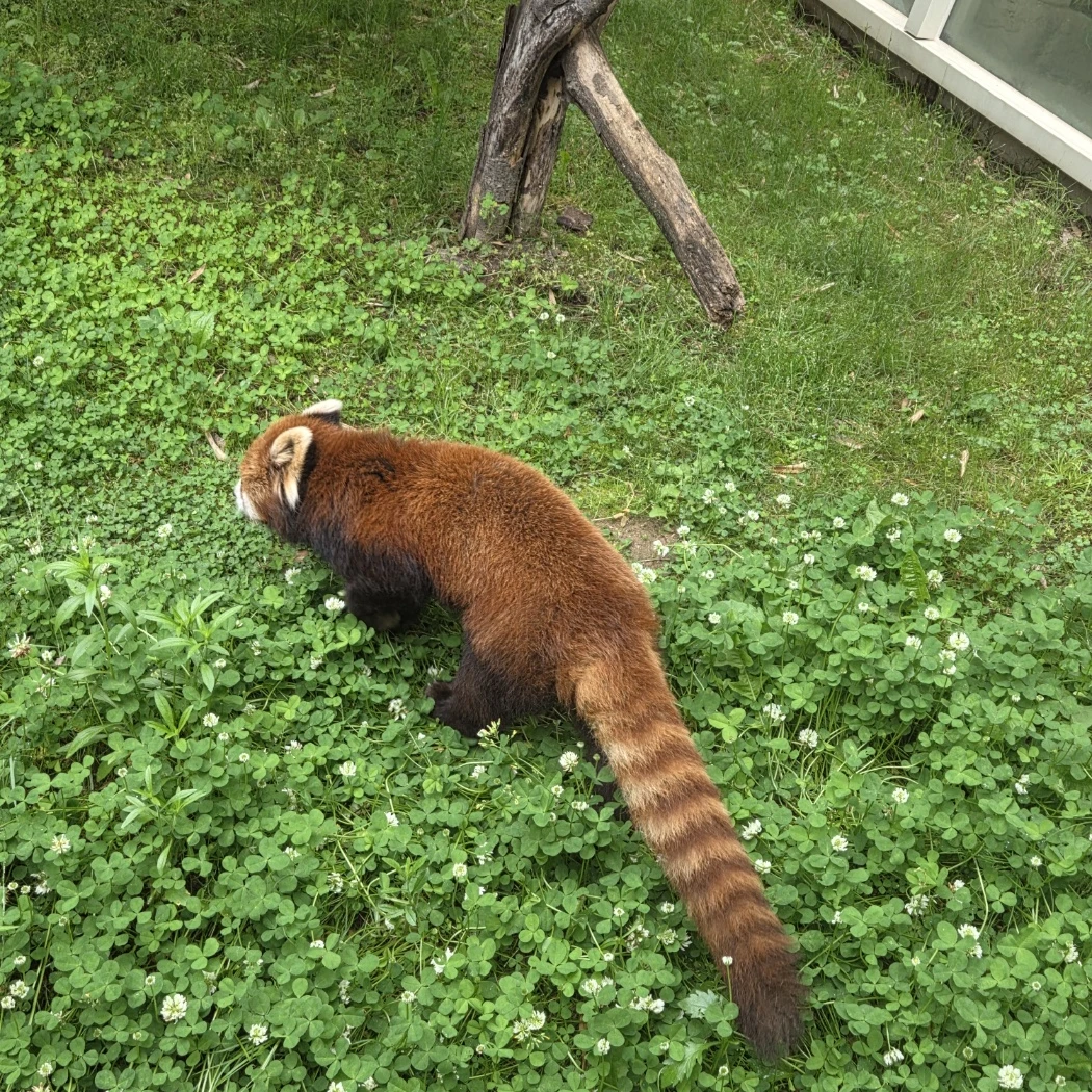 달콤핑