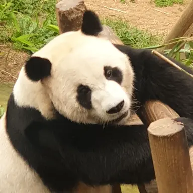 Profile image of 판다