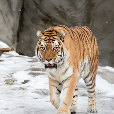 Profile image of 카롱이