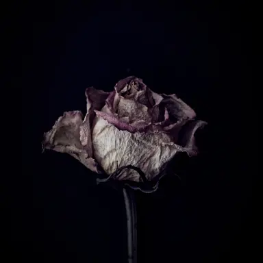 Profile image of 방찬