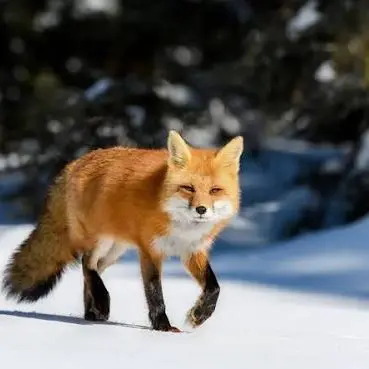 Profile image of 여우