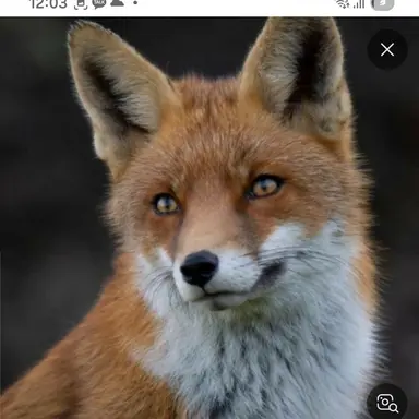 Profile image of 여우