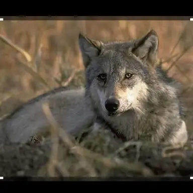 Profile image of 늑데