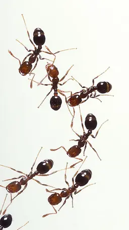 Profile image of 일개미
