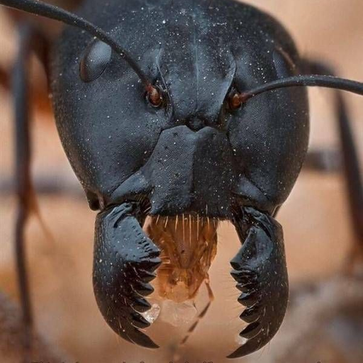 일개미 대표 이미지