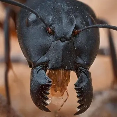 Profile image of 일개미