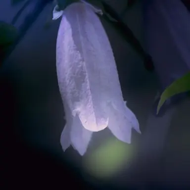 Profile image of 金澤優芽