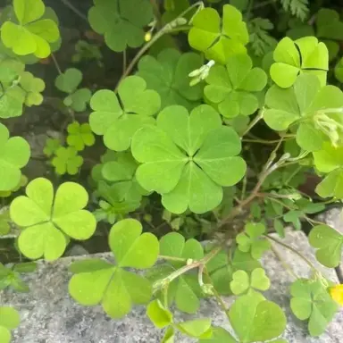 Profile image of 공룡