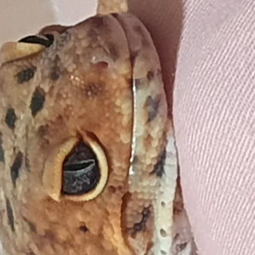 레오