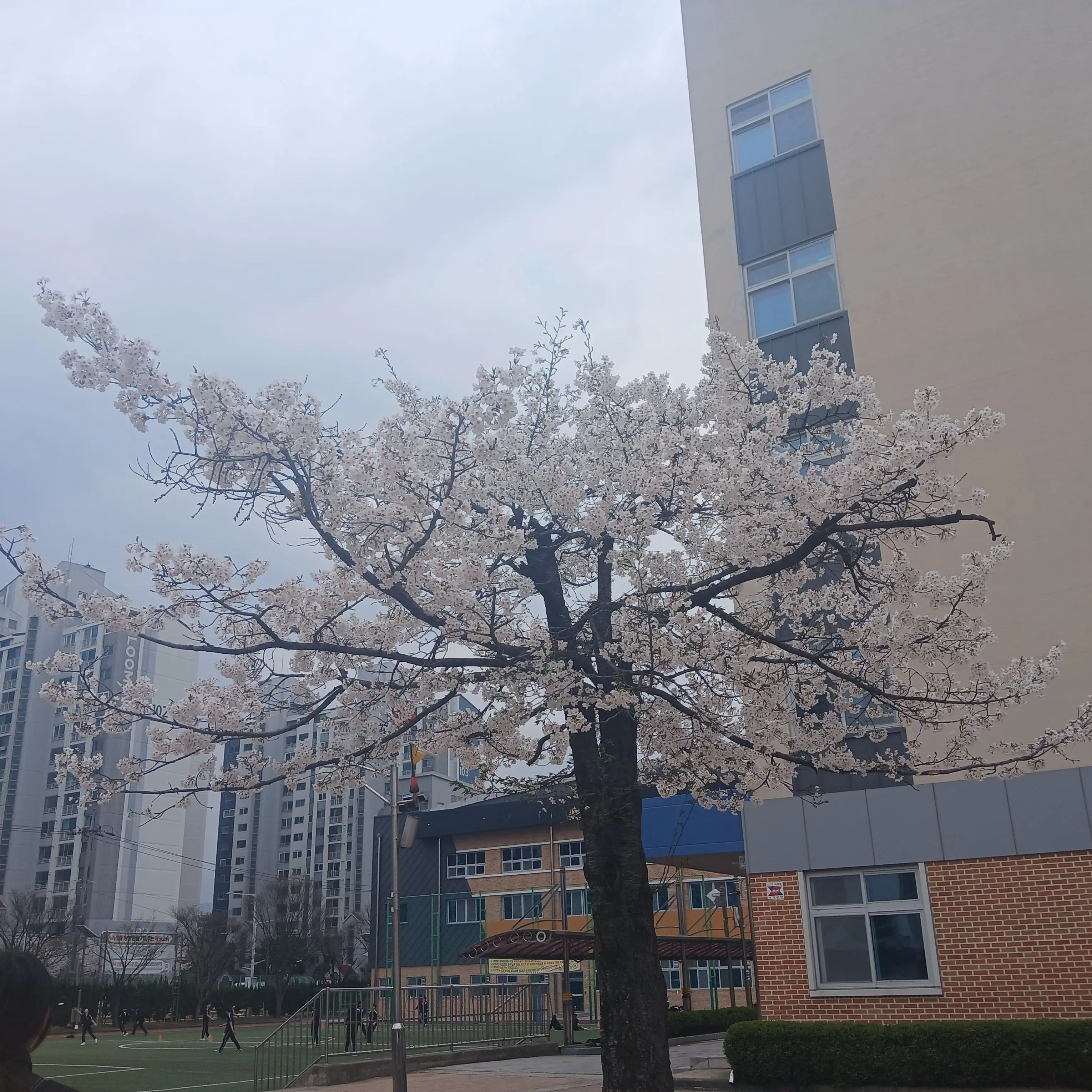CleanGlue7155의 게임섭어