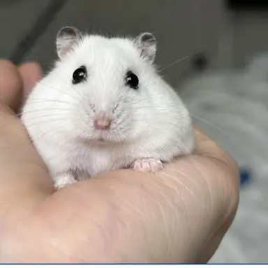 Profile image of Mochiel