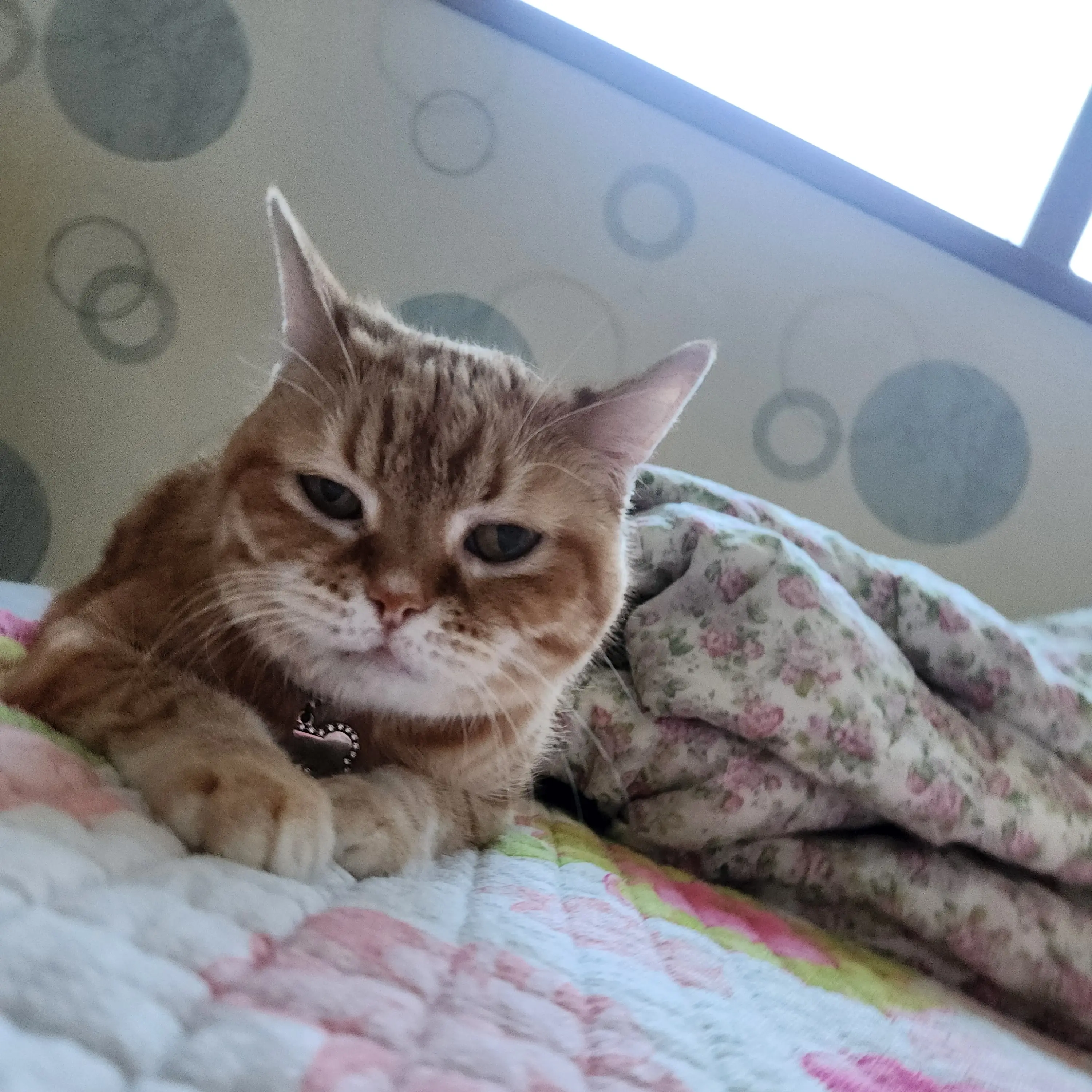 FakeScale2383의 여우가남자애들한테꼬리친다