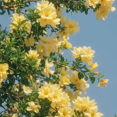 Profile image of 각별