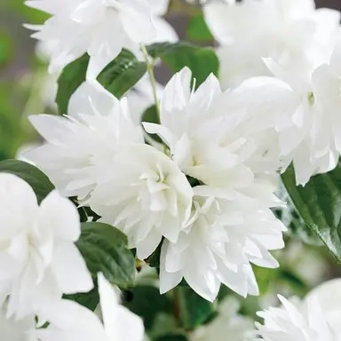 Profile image of 花梨
