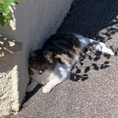 Profile image of 냐호