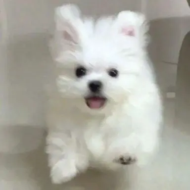 Profile image of 설탕