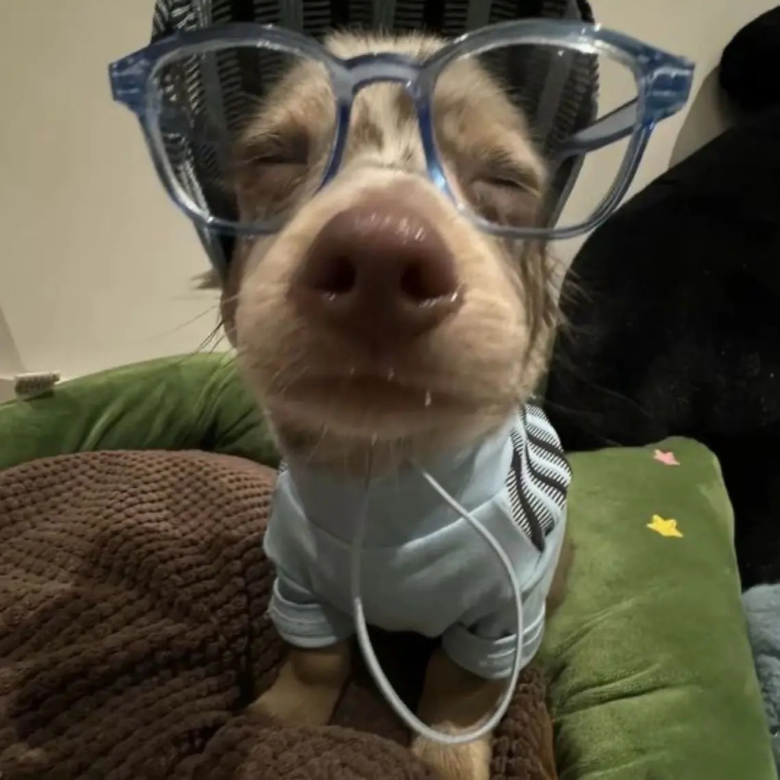 A33의 무뚝뚝한 연상 남친