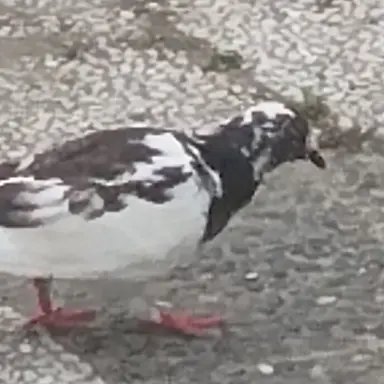 Profile image of エミー