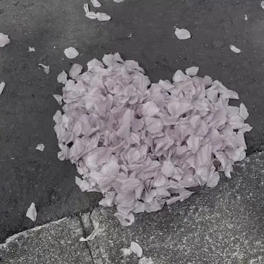 Profile image of 菊