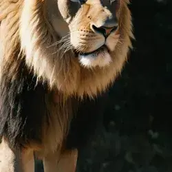 Profile image of Lion Pride