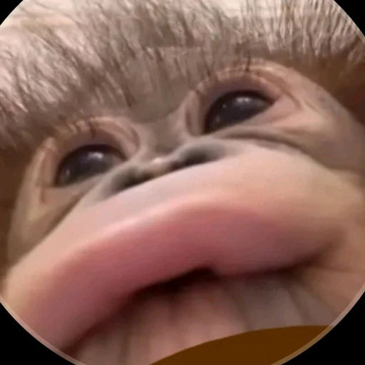호키