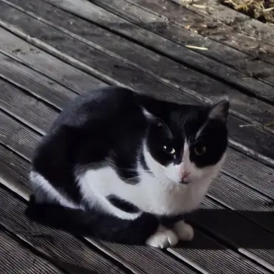 Profile image of 고양이 1