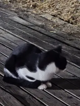 Profile image of 고양이 1