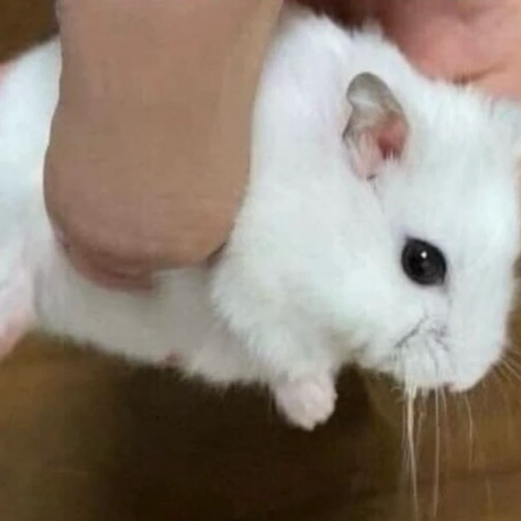 여미새변태부자