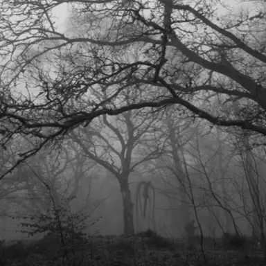 Profile image of Slenderman