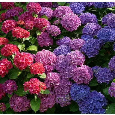 Profile image of 레이코