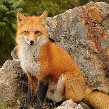 Profile image of 여우