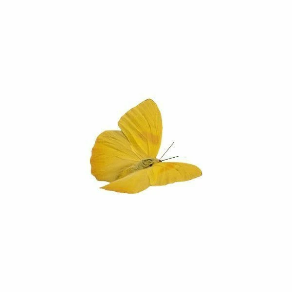 설윤아