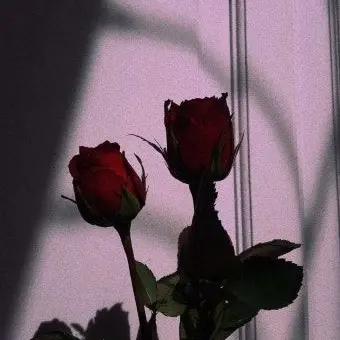 Profile image of 서라더