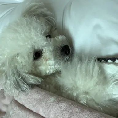 Profile image of 윤쪼꼬