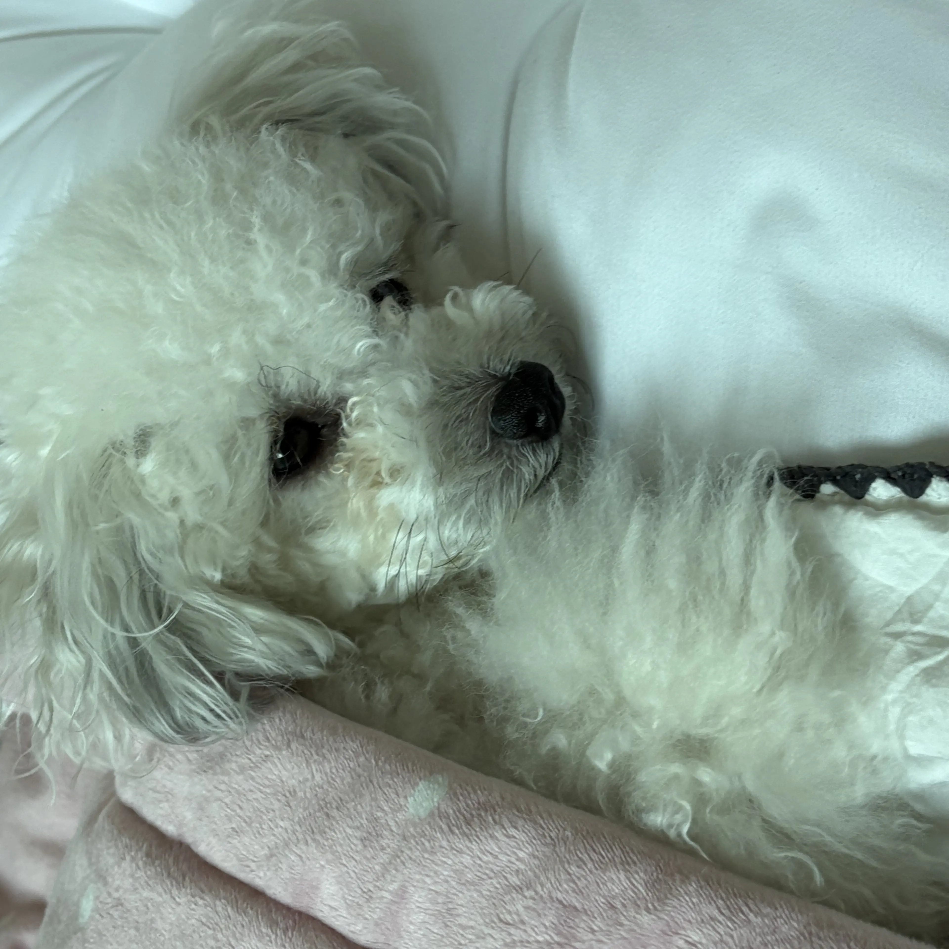 love_c.ha1.0124의 윤쪼꼬
