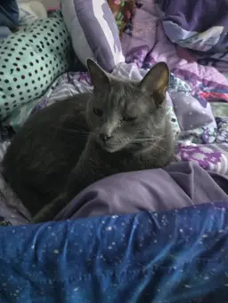 Profile image of Elliot