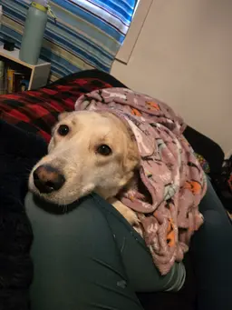 Profile image of Elliot
