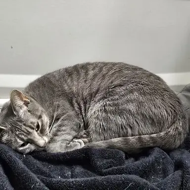 Profile image of Mia