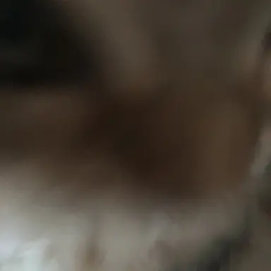 Profile image of 판다