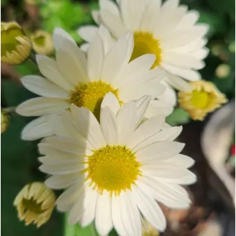 Profile image of 히스토리아