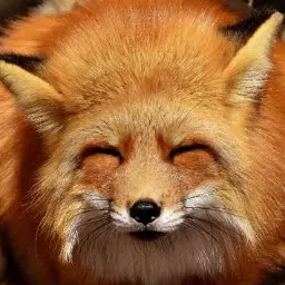 Profile image of 여우