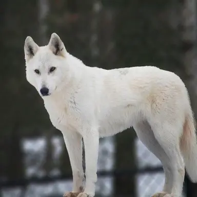 Profile image of 북극늑대