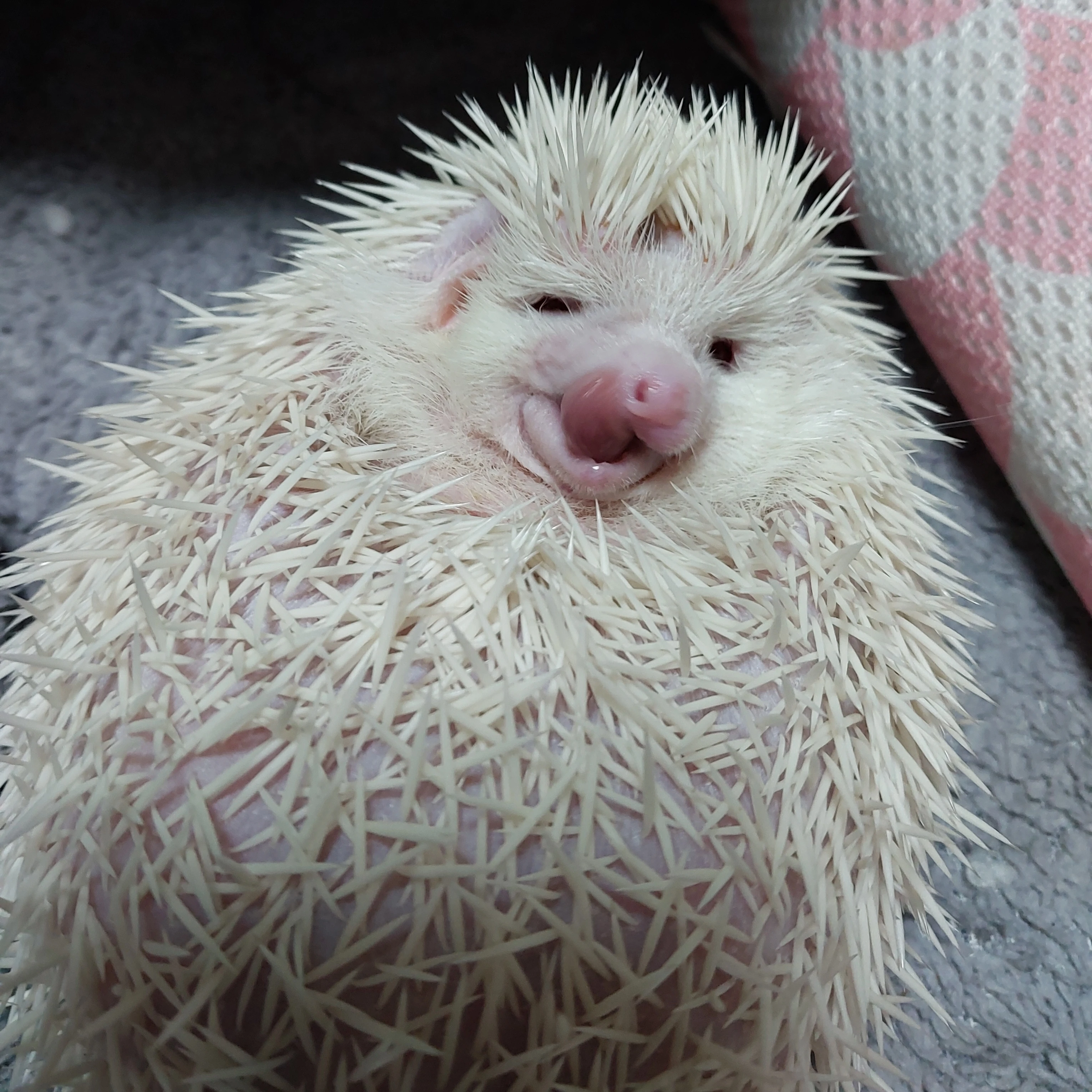 앵두