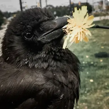 Profile image of Dr. Crow