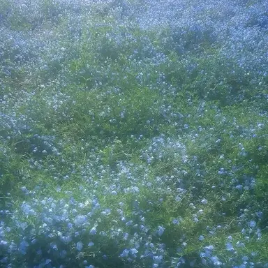 Profile image of 라스