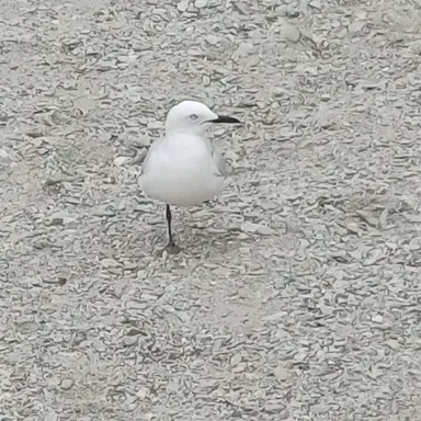 Profile image of 부르륵