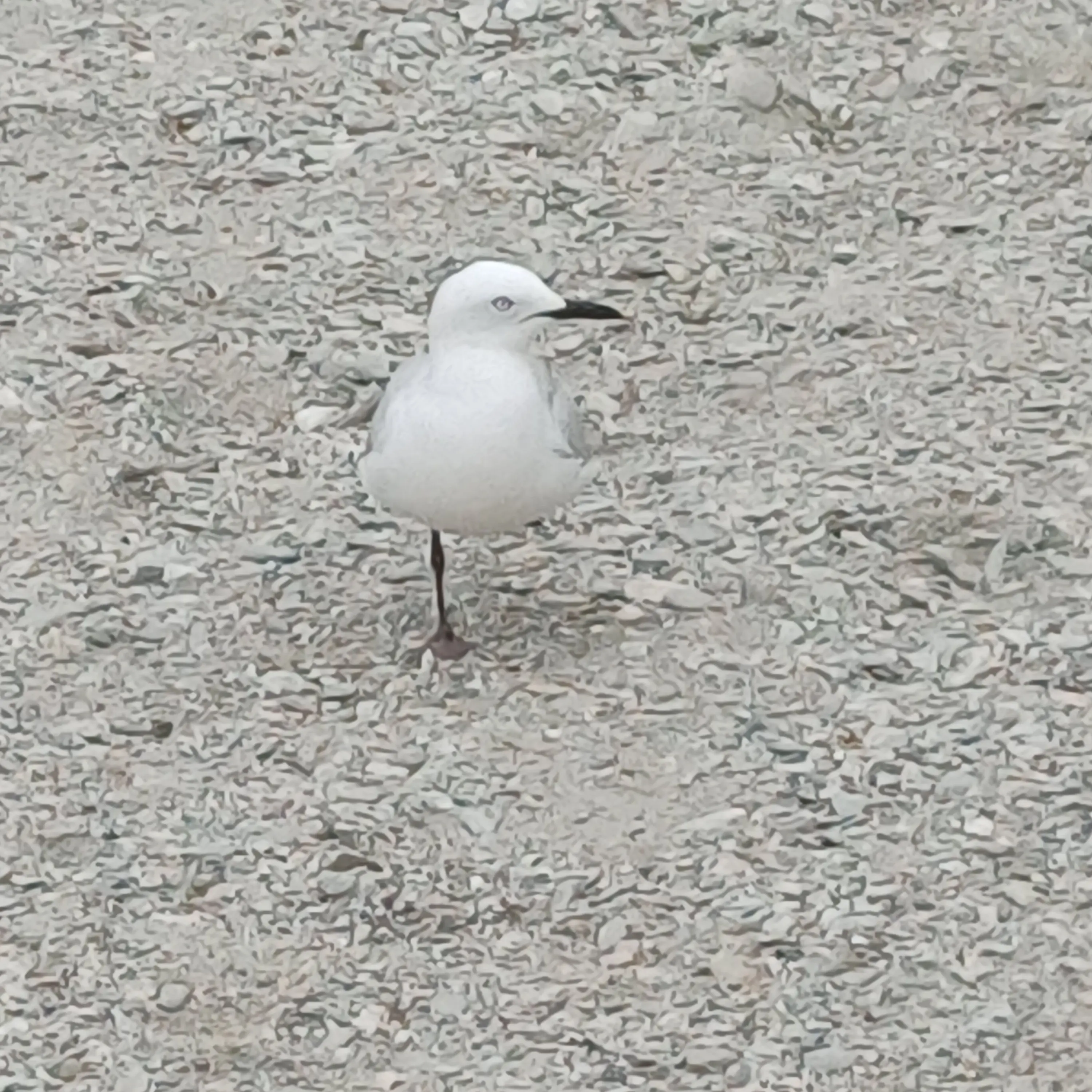 AiryTree0703의 찐따