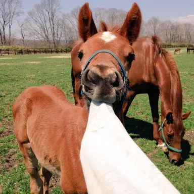 Profile image of 쟝 키르슈타인