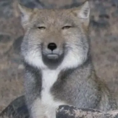 Profile image of 늑대